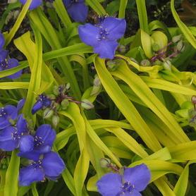 Spiderwort