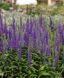 Spiked Speedwell