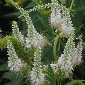 Culver's Root