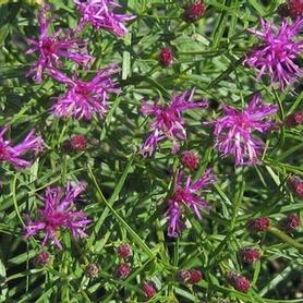 Narrowleaf Ironweed