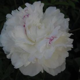 Herbaceous Peony