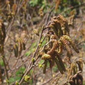 Sweetfern