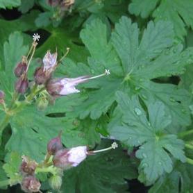 Bigroot Cranesbill