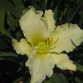 Daylily