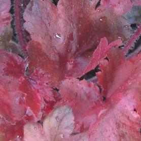 Coral Bells - Alum Root