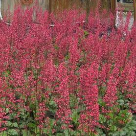 Coral Bells - Alum Root