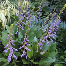 Plantain Lily