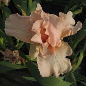 German Bearded Iris