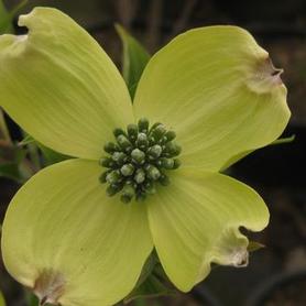 Flowering Dogwood