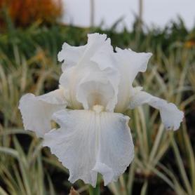 German Bearded Iris