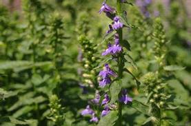 Big Blue Lobelia