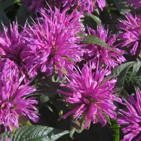 Bee Balm