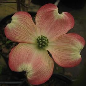 Flowering Dogwood