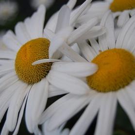 Montauk Daisy