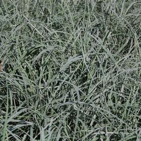 Glaucous Sedge
