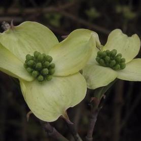 Flowering Dogwood