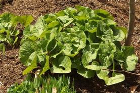 Asarum canadense 