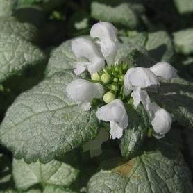 Spotted Nettle