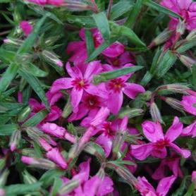 Moss Phlox
