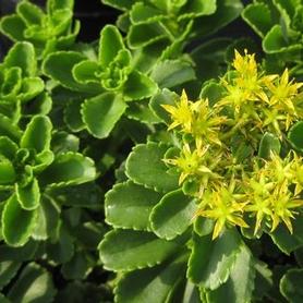 Russian Stonecrop