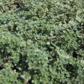 Woolly Thyme