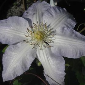 Clematis