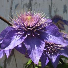 Clematis