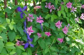 Scarlet Clematis
