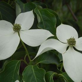 Kousa Dogwood