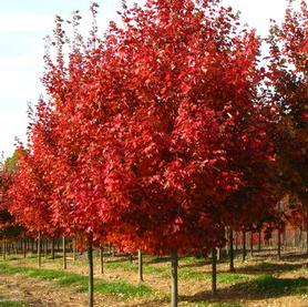 Acer rubrum October Glory&reg;