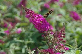 Butterfly Bush