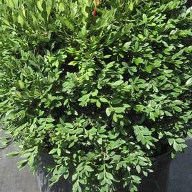 Boxwood