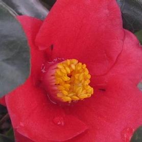 Camellia