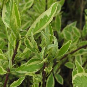 Tatarian Dogwood