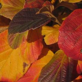 Dwarf Fothergilla