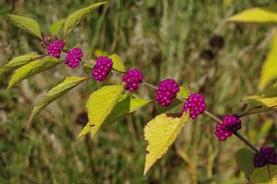 American Beautyberry