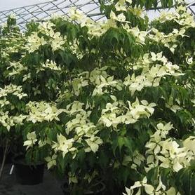 Kousa Dogwood