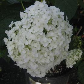 Smooth Hydrangea