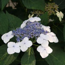Bigleaf Hydrangea
