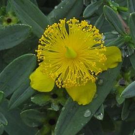 St Johnswort