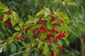 Female Longstalk Holly