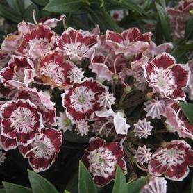 Mountain Laurel