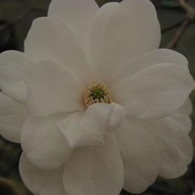 Loebner Magnolia