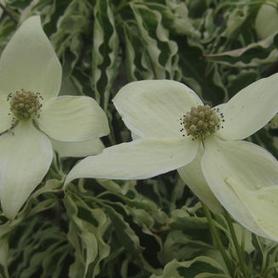 Kousa Dogwood