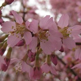 Okame Cherry