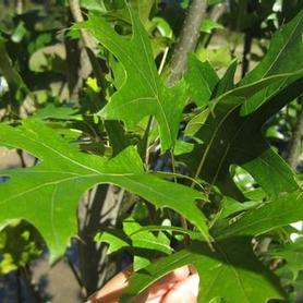 Columnar Pin Oak