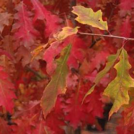 Northern Red Oak