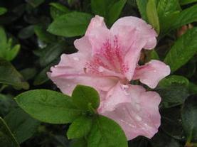 Evergreen Azalea