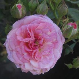 Groundcover Drift Rose