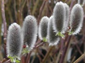 Japanese Pussy Willow